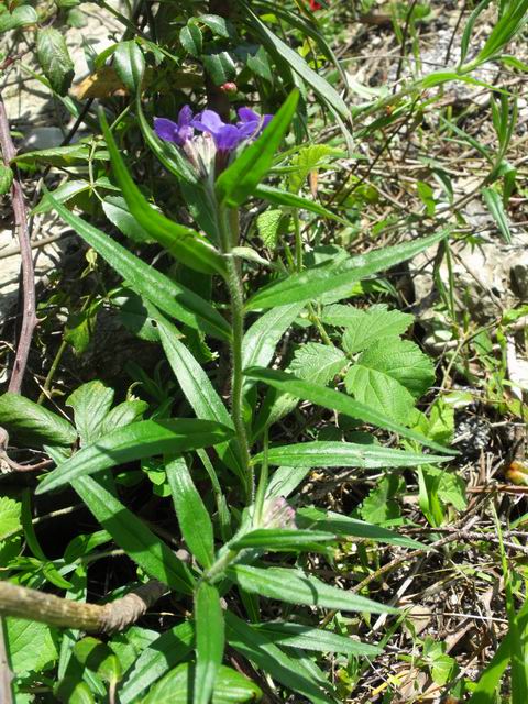 Buglossoides purpurocaerulea (L.) Johnston